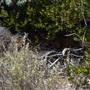 Abrolhos Islands - East Wallabi