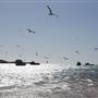 Lancelin