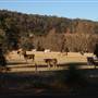 Boddington Shire