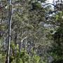 Denmark/Albany Forest Roads