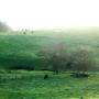 Nannup - Xmas Brook Farm