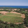Wise Wines- Eagle Bay