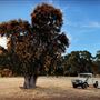 Solitaire Homestead