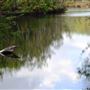 Lane Poole Reserve Dwellingup