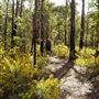 Lane Poole Reserve Dwellingup