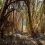 Karrinyup Wetlands