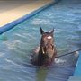 Kalgoorlie-Boulder Racing Club