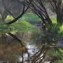 Nangip Creek