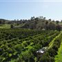 The Orchard Perth Pty Ltd