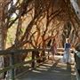 Mangrove Cove