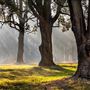 Dwellingup