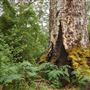 Pemberton - Warren National Park