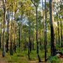 Dwellingup State Forest