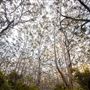 Boranup Karri Forest Margaret River
