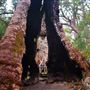 Valley of the Giants