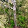 Pemberton - Warren National Park