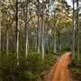 Boranup Karri Forest Margaret River