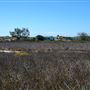 Wedge Island