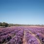 Yanchep Lavender Estate