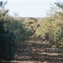 Jumanga Olives