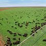 Pardoo Wagyu Station