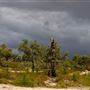 Whiteman Park