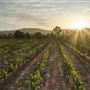 Faber  Vineyard, Swan Valley