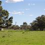 Alwyn Park Stud