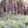 Jarrahdale Pine Plantations