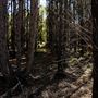 Jarrahdale Pine Plantations
