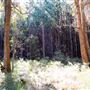 Jarrahdale Pine Plantations