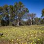 Whiteman Park