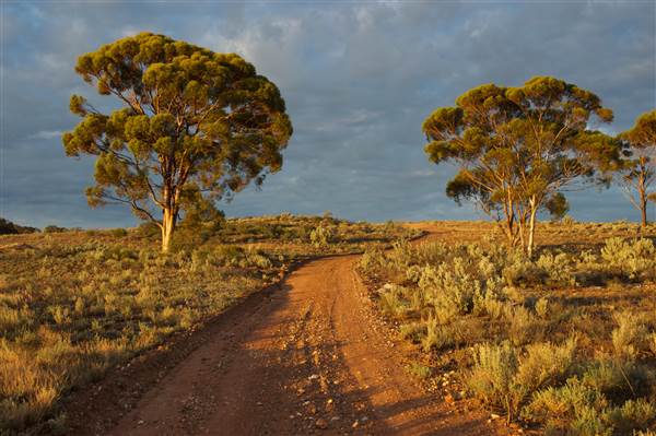 Coolgardie Outskirts (19/03/2015 - Credits: Tim Burns)