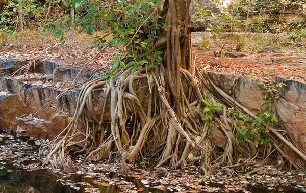Kimberley-Charnley River Rainforest (21/03/2015)