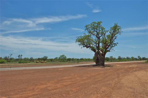 Derby - Landscapes - Road to Fitzroy Crossing (14/07/2016 - Credits: Tim Burns)