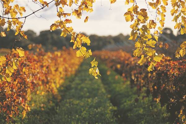 Swan Valley - Vineyards (1/09/2016)