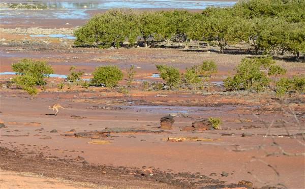 Broome - Crab Creek (5/09/2016 - Credits: Chris Veehass)