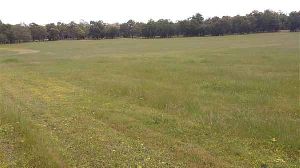 Mingah Mia Family Farm - This is the front paddock with a trough. It's like a giant oval with trees around the edges except where the fence between us and the neighbours runs. (7/10/2018 - Credits: Jo Jackson King)