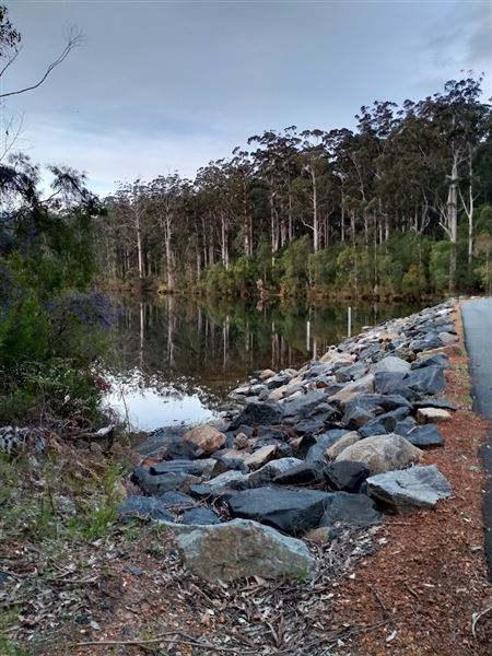 Pemberton - Big Brook Dam (9/03/2023)