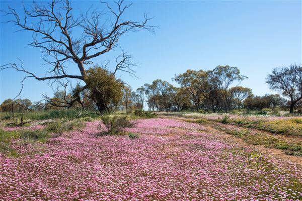 Mid West Region (19/10/2023 - Credits: Tourism Western Australia)