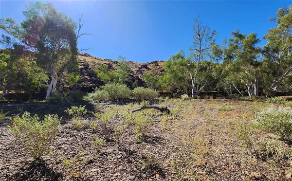 Cheela Plains Station (5/04/2024)