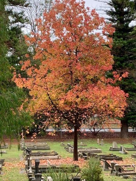 Karrakatta Cemetery (20/09/2024)