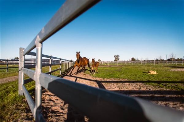 Gold Front Breeding & Racing (28/01/2025)