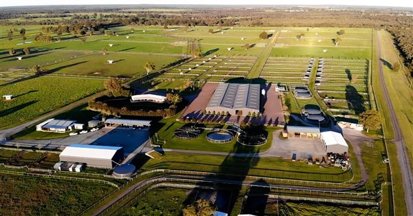 Gold Front Breeding & Racing (28/01/2025)