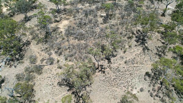 Coorow Farm (1/01/2025 - Credits: Chris Pryor, Tracy Izzard and Leonie Hull)