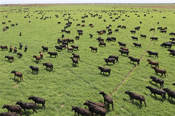 Pardoo Wagyu Station (30/07/2025)