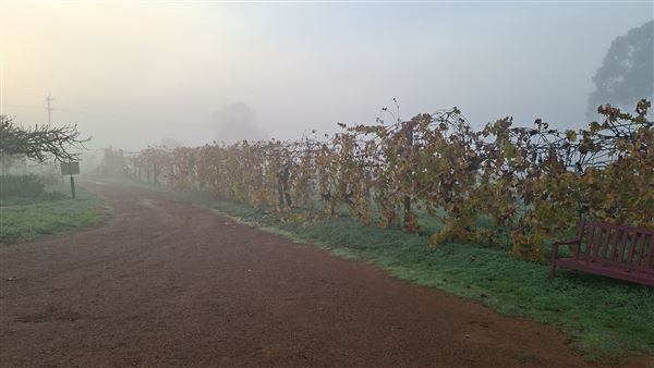 Swan Street Vineyard (15/08/2025 - Credits: Self)