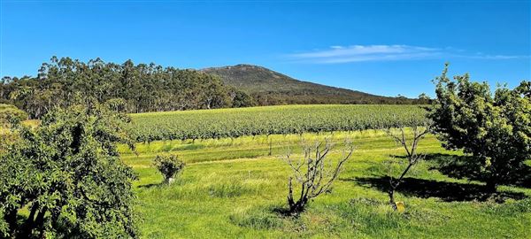 Duke's Vineyard (12/01/2026)