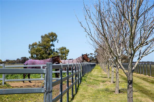 Gold Front Breeding & Racing (11/03/2026 - Credits: Louise Brady)