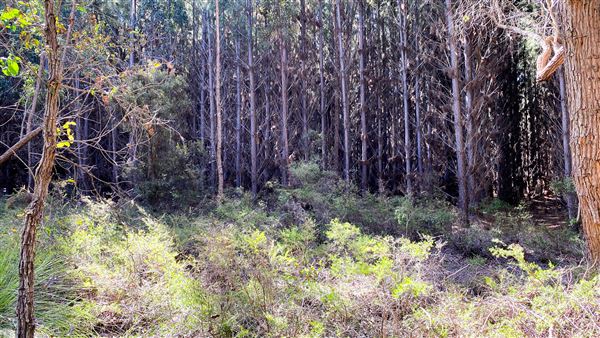 Jarrahdale Pine Plantations (14/11/2025 - Credits: Brett Dowson)